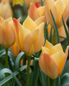 batalinii bright gem.jpg